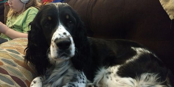 English Springer Spaniel