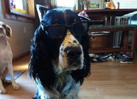 English Springer Spaniel