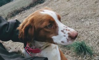 American Brittany Spaniel