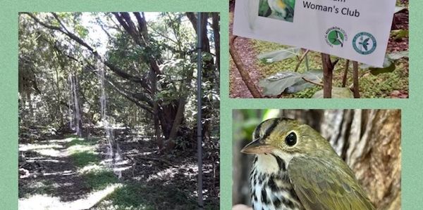 Bird nets installed in a forest trail to protect birds.