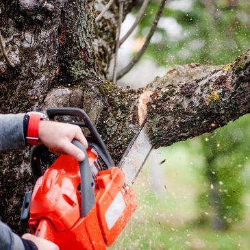 Worker cutting down a tree brench with a saw