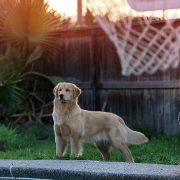 Show line golden retriever ocean.