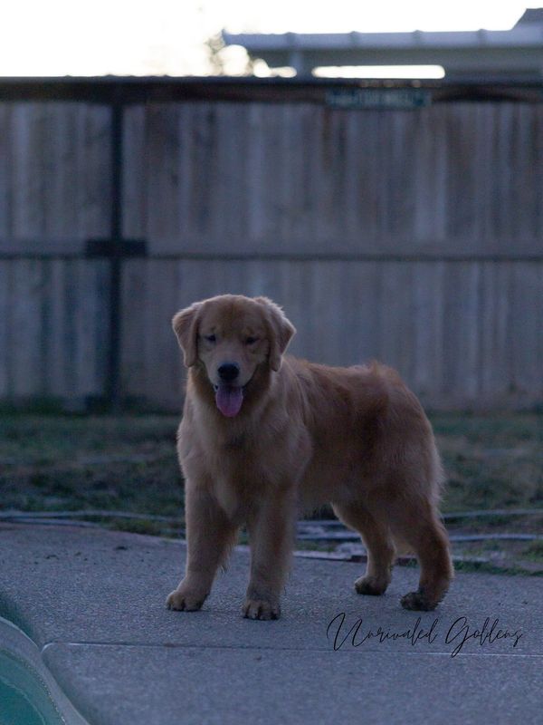 Brazilian imported golden retriever Beker. 