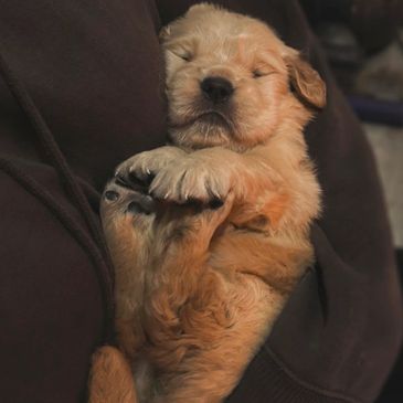 Unrivaled Goldens 