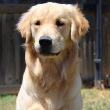 Champion line golden retriever River. 
Show line golden. 