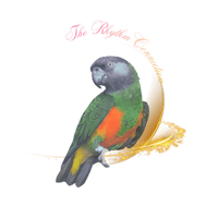 The Rhythm Connection