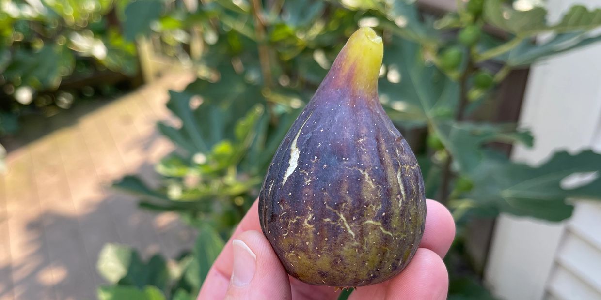 Ondata Fig