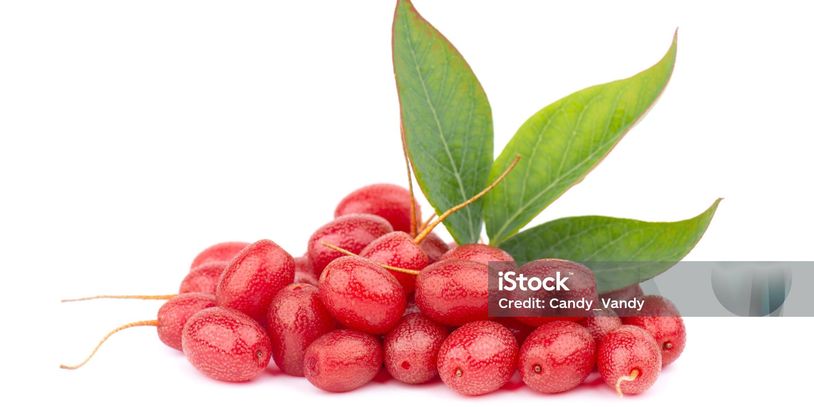 Fresh red Elaeagnus multiflora fruits with green leaves on white background.