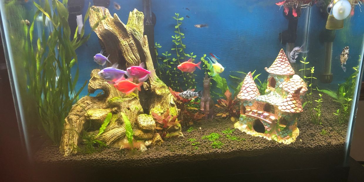 Freshwater Aquarium Guide