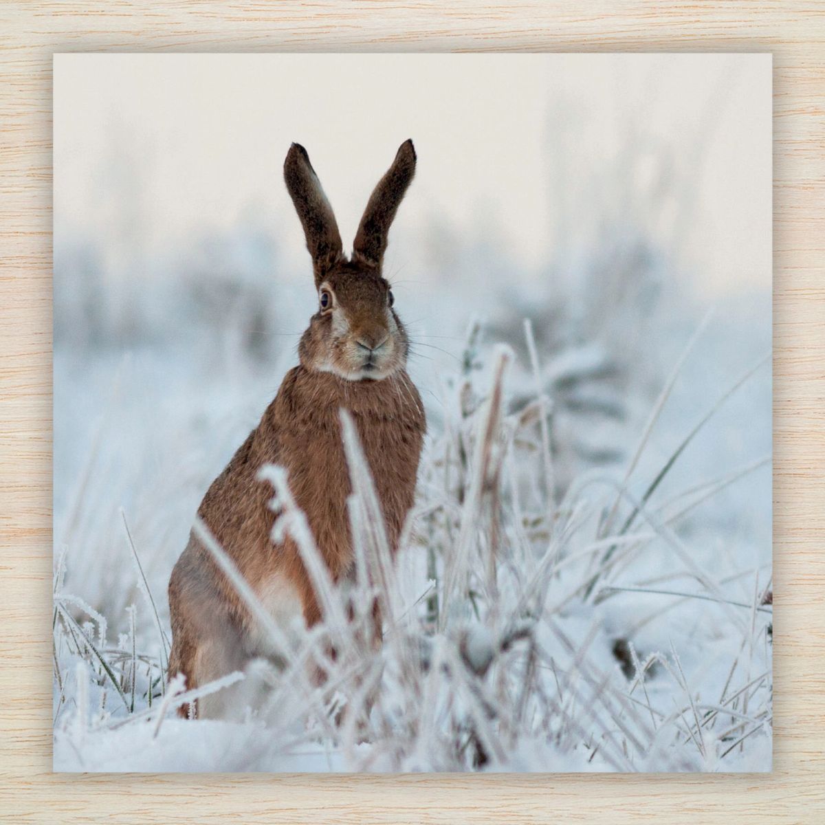Hare Pack Hare Christmas Cards and Packs | Nature and Wildlife Xmas Cards