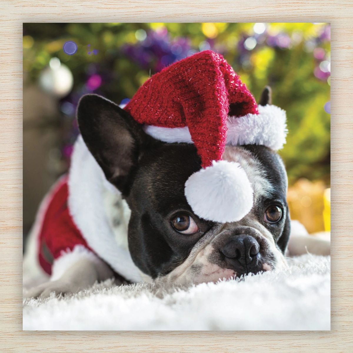French Bulldog Christmas Cards and Packs | Santa Frenchie Christmas