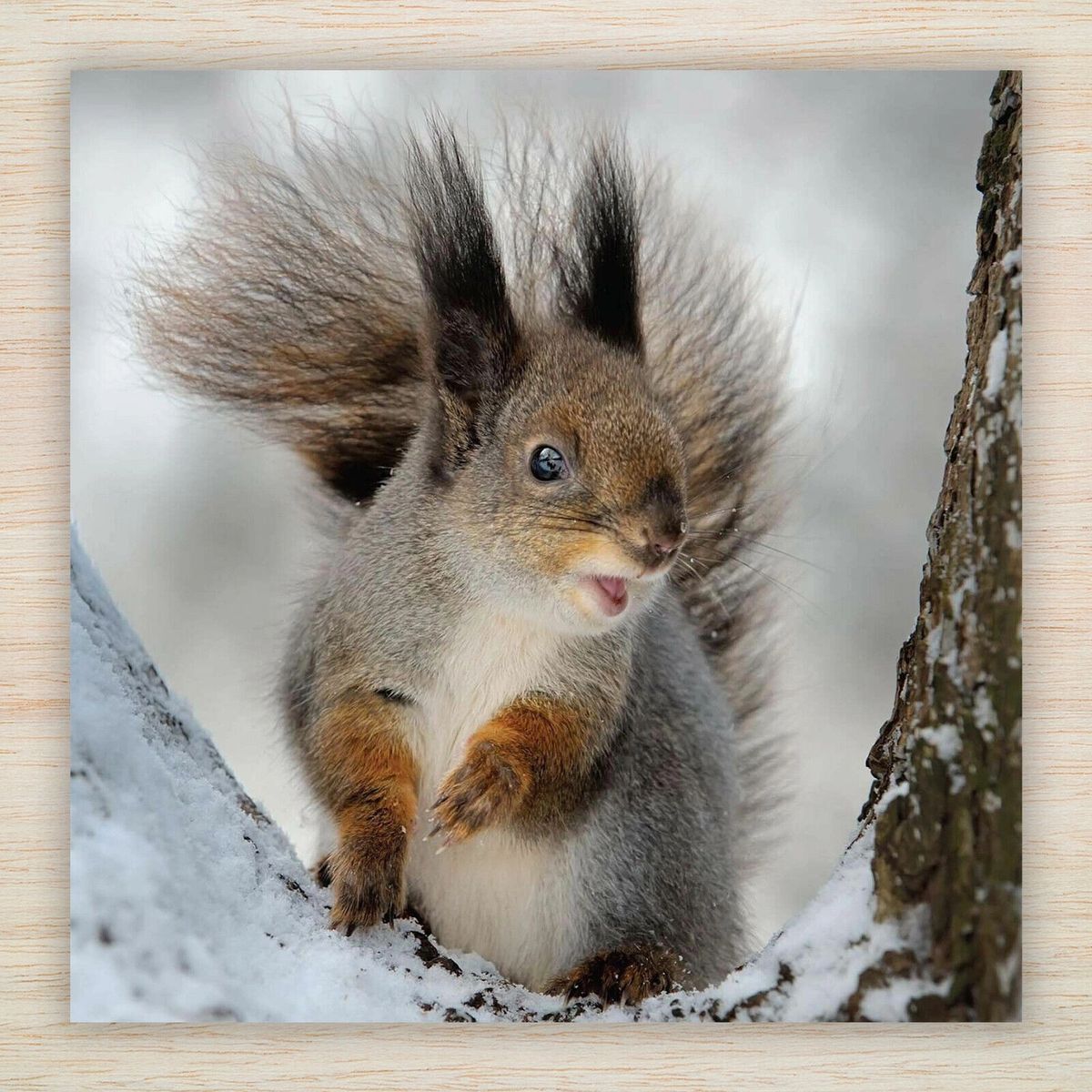 Squirrel Christmas Cards and Packs |Squirrel in the snow Christmas