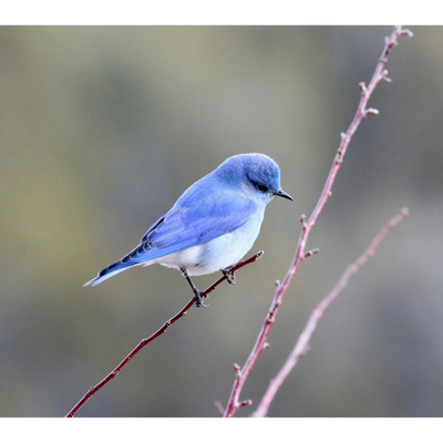 A small bluebird on a branch. Bluebird OT
