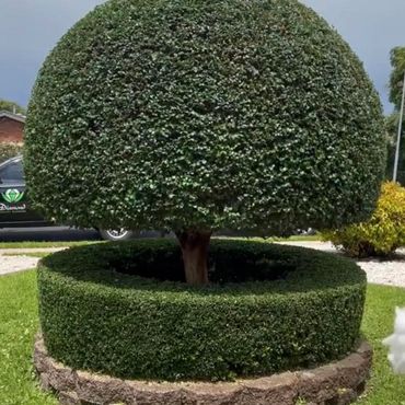 LG Landscaping