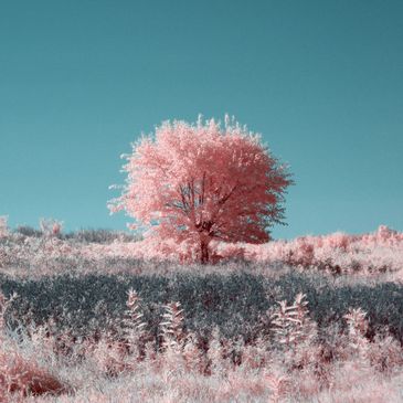Asa Culver, Photographer. Infrared Landscape Photography in 590nm wavelength. 