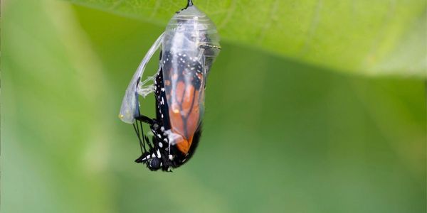 Monarch butterfly emerging