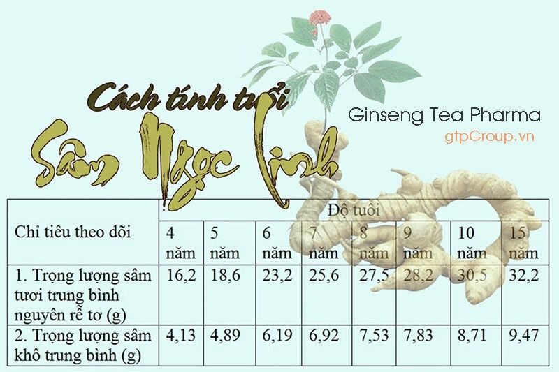 Xác định tuổi của sâm Ngọc Linh qua vết sẹo của củ Xác định tuổi của sâm Ngọc Linh qua vết sẹo của củ