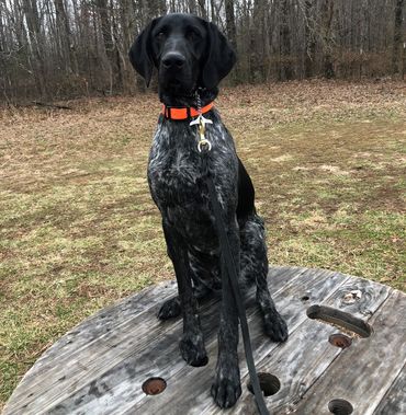 K9 Training 101 LLC