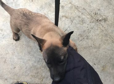 K9 Training 101 LLC