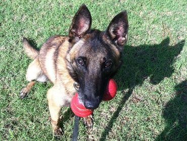 K9 Training 101 LLC