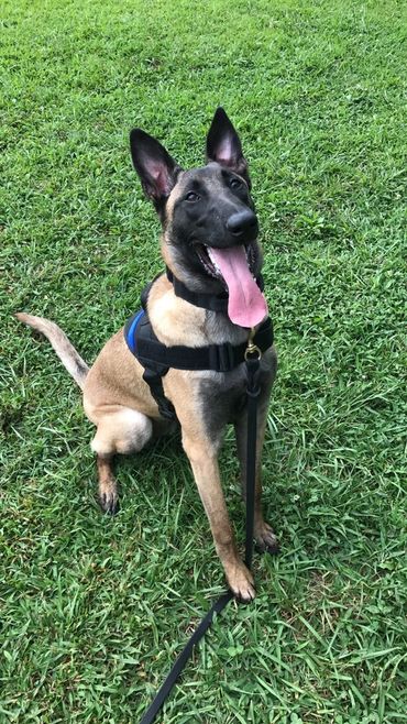 K9 Training 101 LLC
