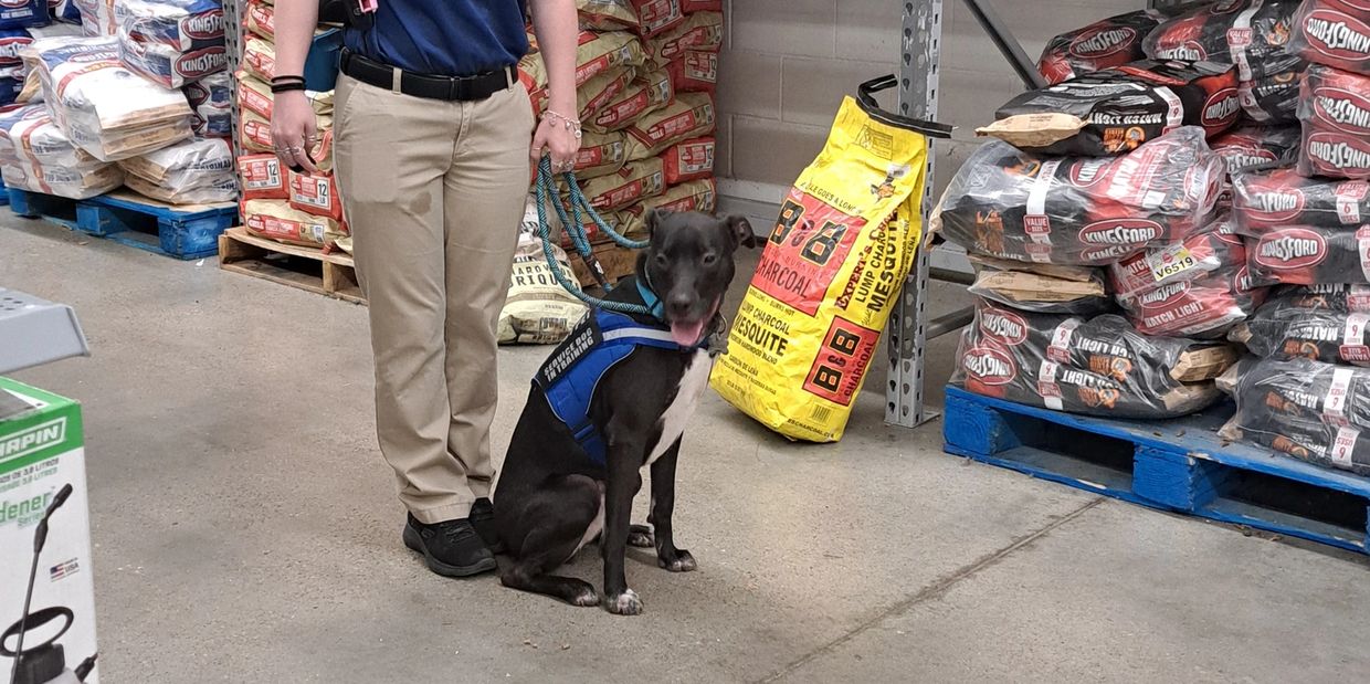 Training a service dog.