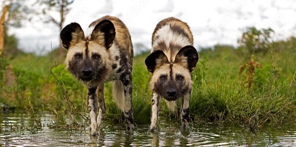 Two african wolf dogs drinking at water