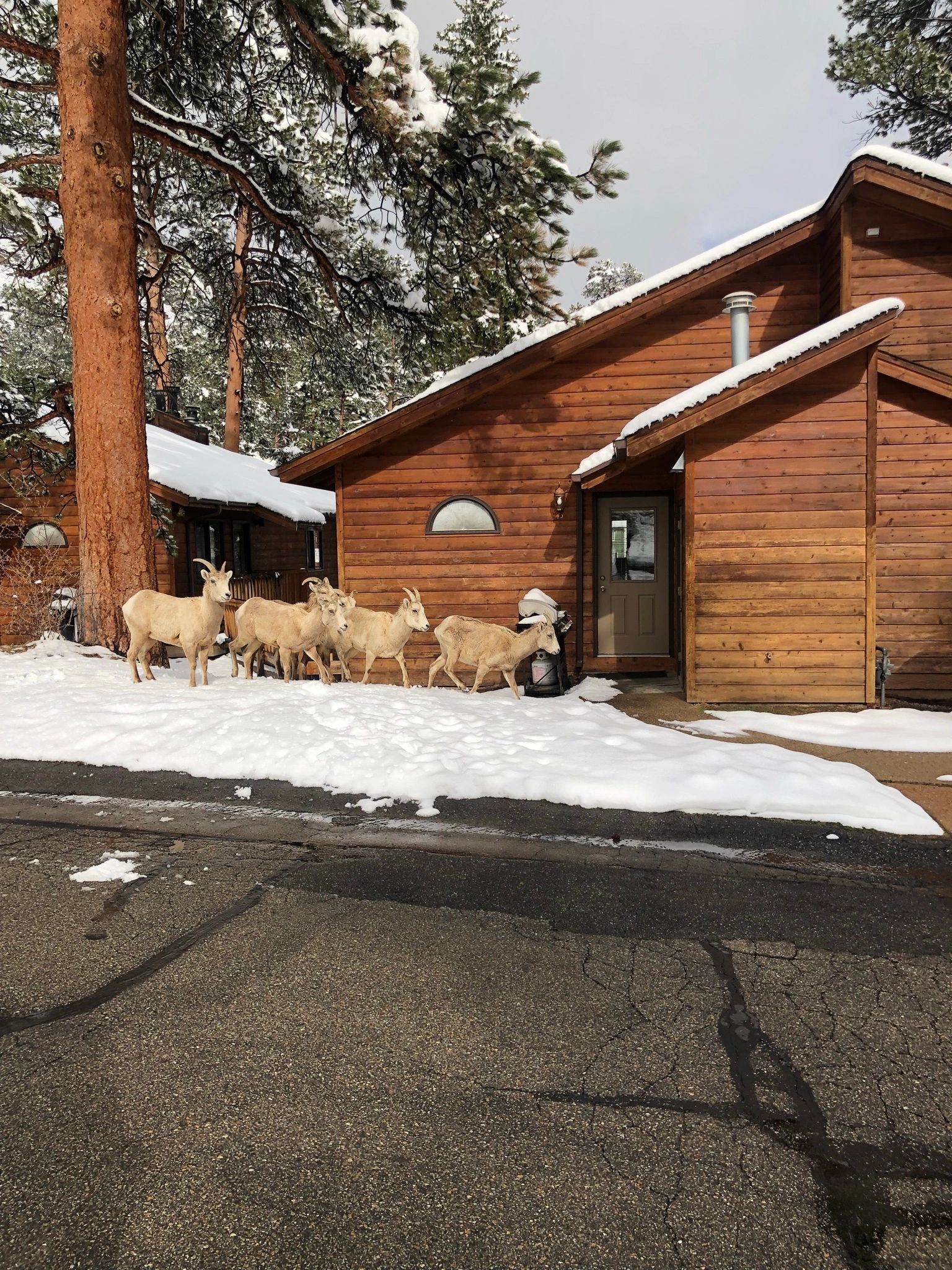 A wooden building with snow on the roof and ground, with goats in front.