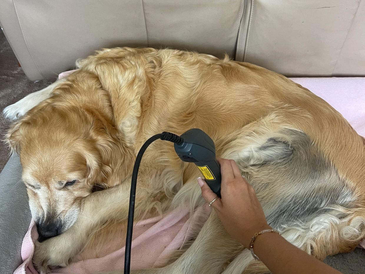 Golden retriever receiving laser therapy.
