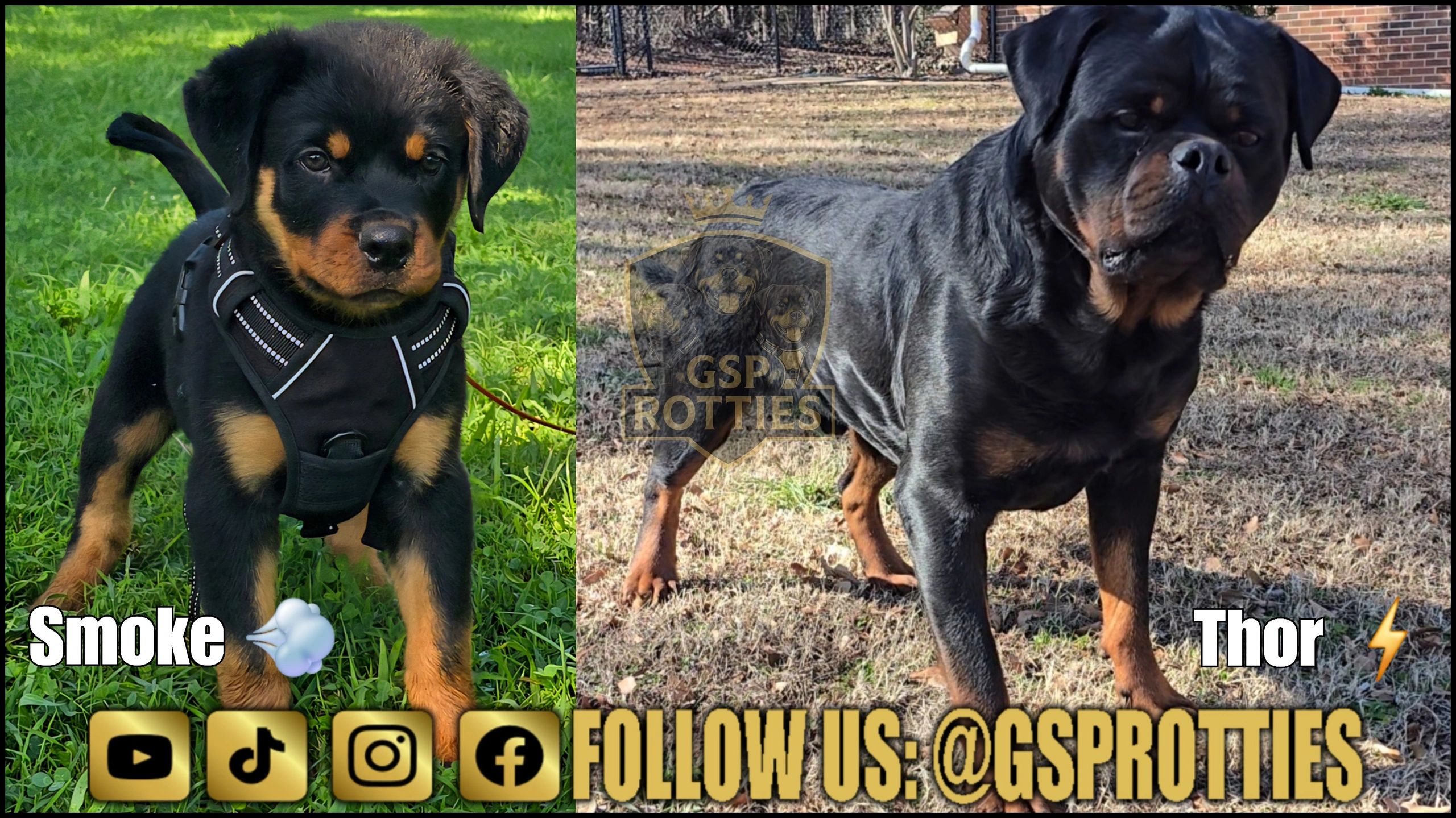 Gskt Rotties Rottweiler - Gsp Rotties