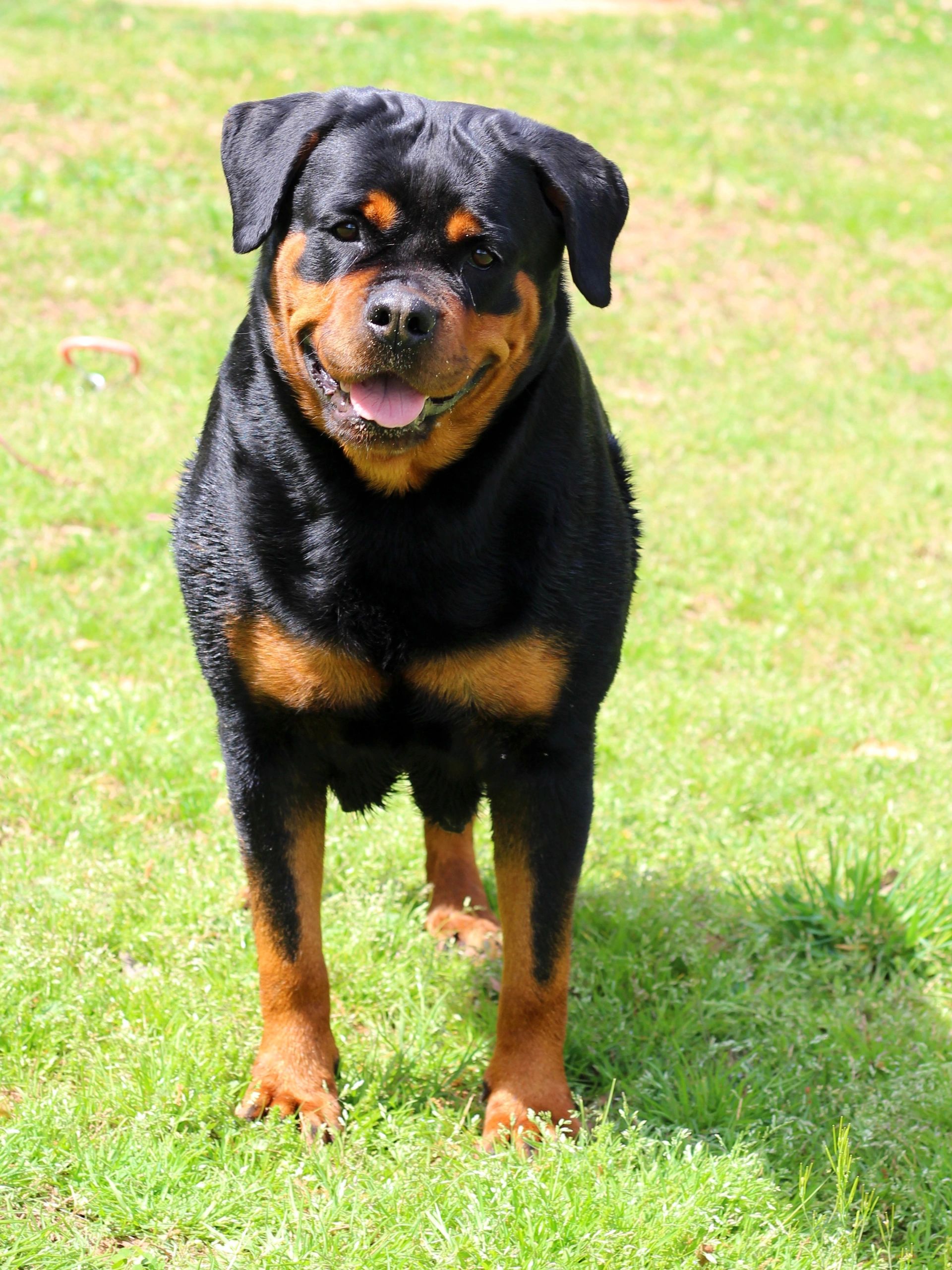 Happy Rottweiler standing on green grass with tongue out.