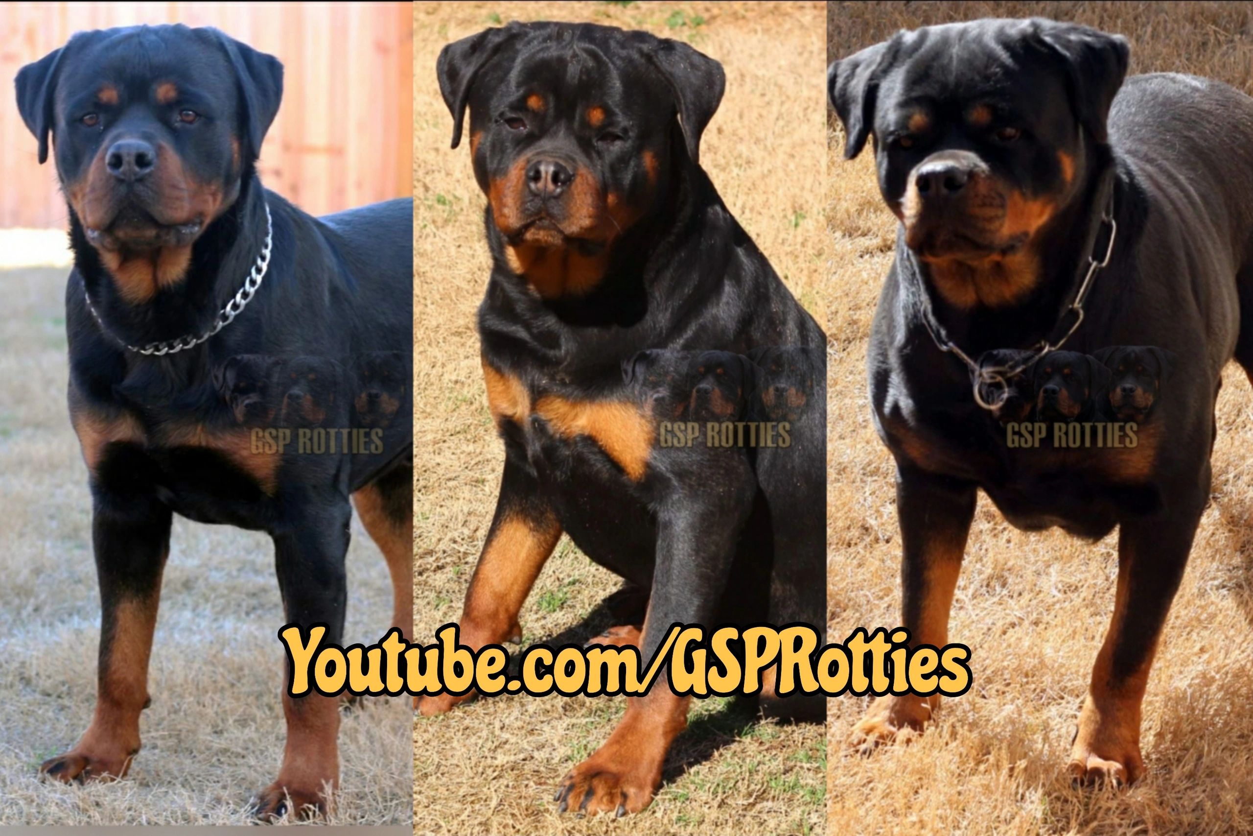 Gsh Rottie Rottweiler - Gsp Rotties
