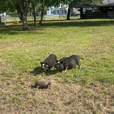 Two small pigs and a tortoise are on grassy land near trees and a shed.