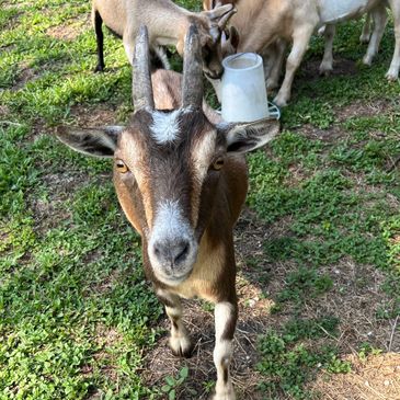 A brown and white goat looking directly at the camera with other goats eating in the background.