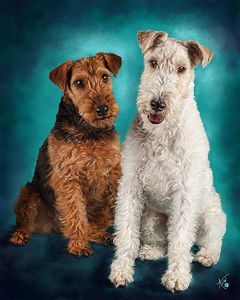 2 dogs commissioned for oil painting 20x30. 