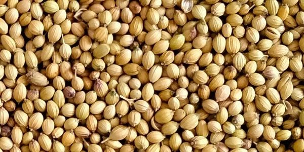 Close-up of coriander seeds in varying shades of brown and yellow.