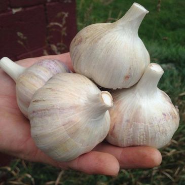 The Garlic Patch - Garlic, Seed
