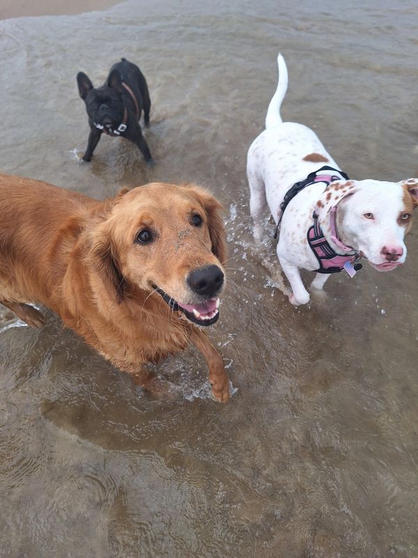 Happy Hound Haven Chicago Happy Hound Haven Chicago