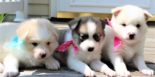 PomskyWood Kennels - Pomsky Puppies for Adoption, Pomsky Breeder