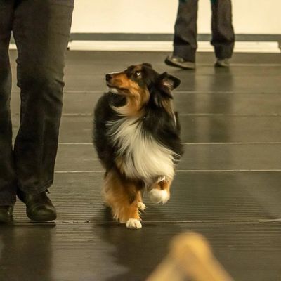 A Shetland Sheepdog walking closely beside a person indoors.