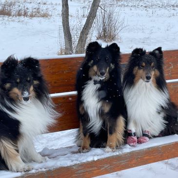 Three Shetland Sheepdogs sitting on a snowy bench, two wearing pink boots.