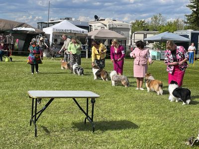 People showing their dogs at an outdoor dog show event.