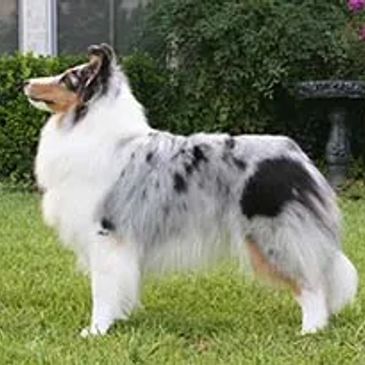 A fluffy, tricolor Shetland Sheepdog standing on grass.