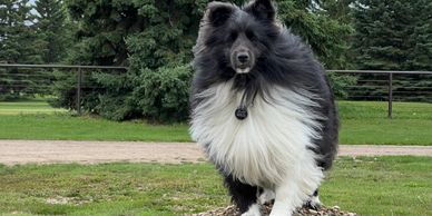 Fluffy black and white dog standing on rocks outdoors.