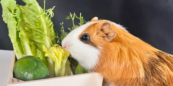Guinea pig eating vegetables.