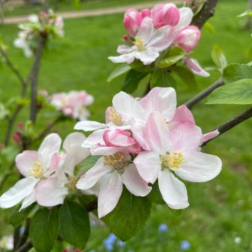 Close-up of pink and white apple blossoms on a tree branch.