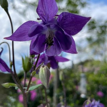 Close-up of a vibrant purple flower with a blurred natural background.