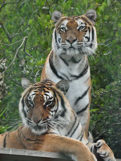 Tigers Wildheart Sanctuary Animals Rescue Wild Zoo Sandown 
