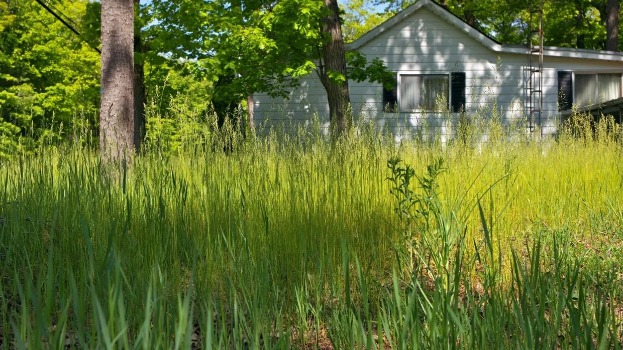 Over Grown Grass 
Emergency Mowing 
One time Mowing 
East Lansing
Lansing 
Okemos 
Grand Ledge 
