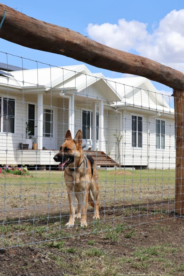 German Shepherd behind a wire fence in front of a white house on a sunny day.